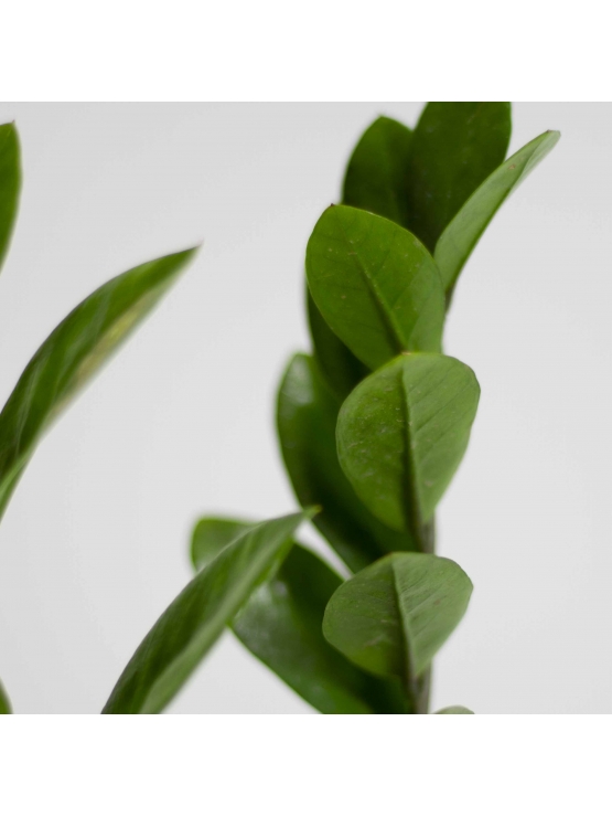Lucky Plant (Zamioculcas Zamiifolia)